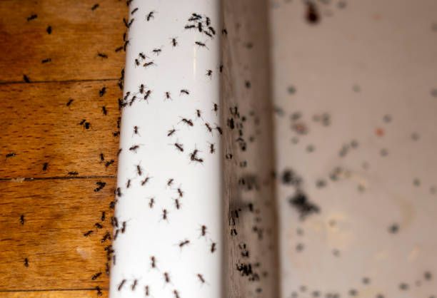 Flea Control Services in Woodway, TX